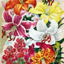 Схема вышивки «лилии»