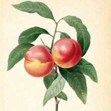 Схема вышивки «сочный персик»