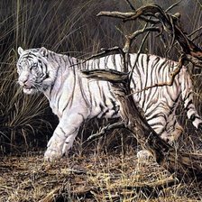 Схема вышивки «Белый тигр»