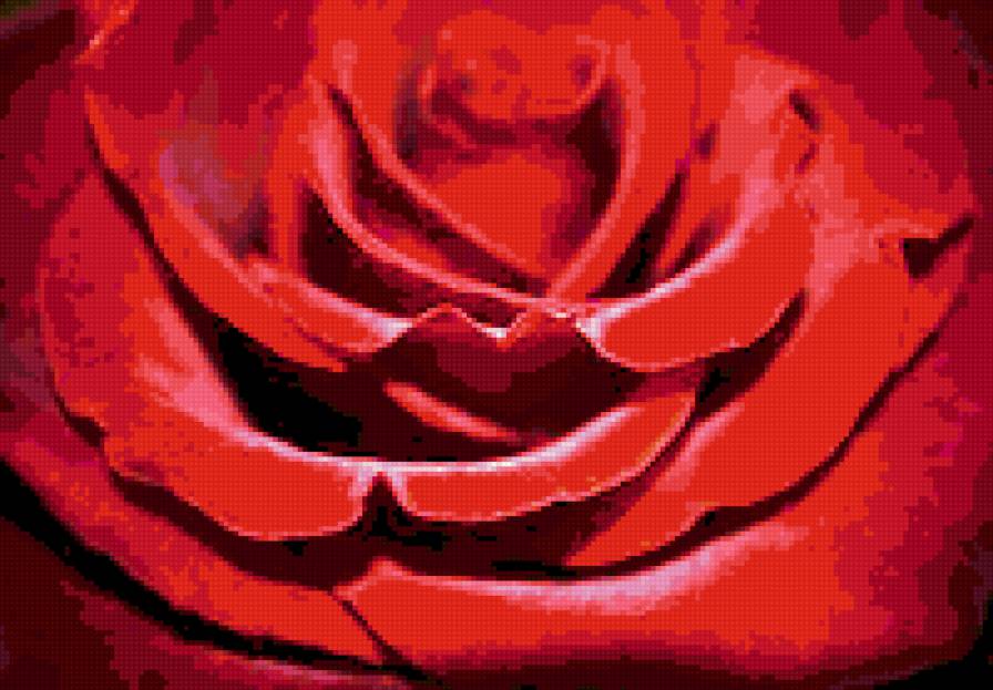 роза - красное, цветы, розы - предпросмотр