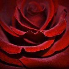 Схема вышивки «роза»