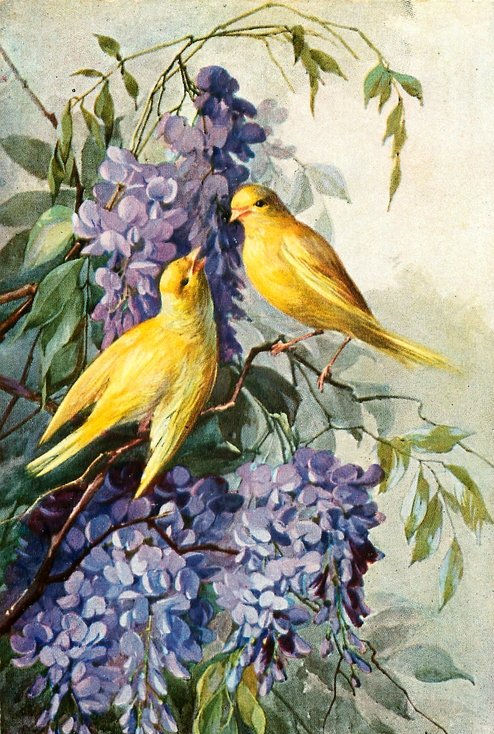 сирень и птицы - оригинал