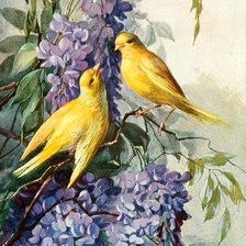 сирень и птицы