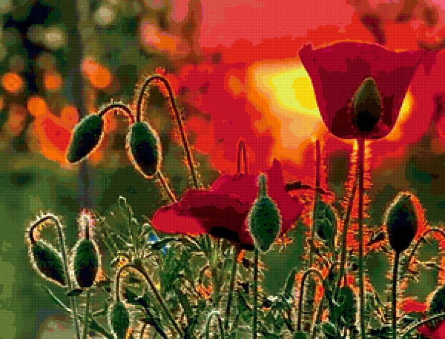 маки - солнце, цветы - предпросмотр