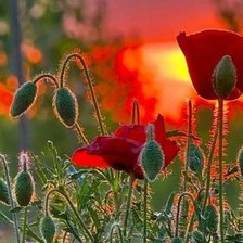 Схема вышивки «маки»