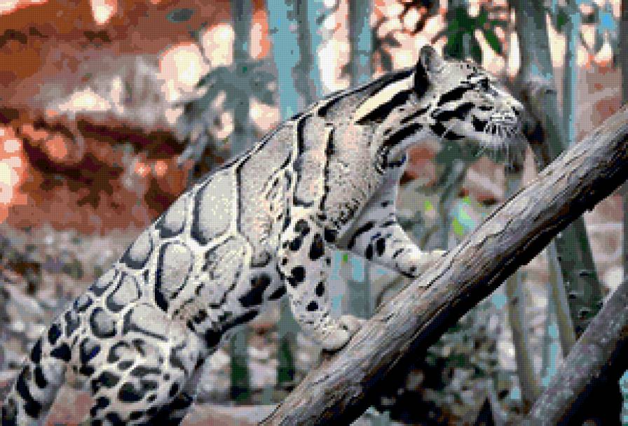 Леопард - животные, кошка, кот, леопард - предпросмотр