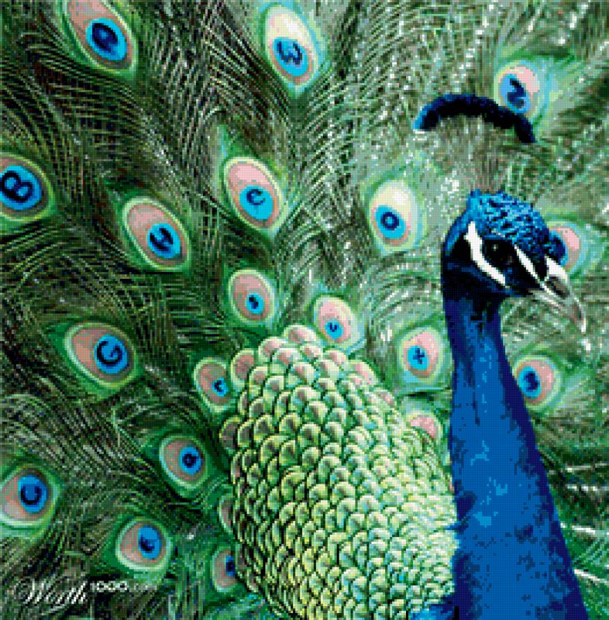 Павлин - птицы, павлин - предпросмотр