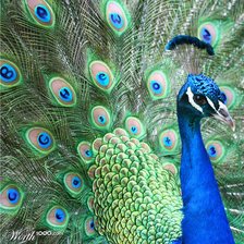 Схема вышивки «Павлин»