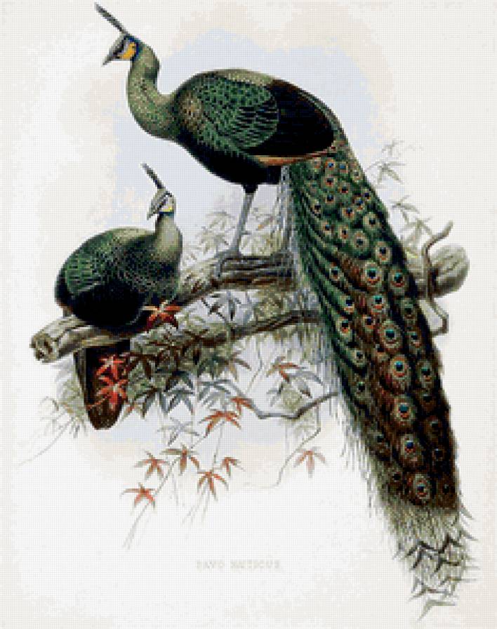 Павлины - павлины, птицы - предпросмотр