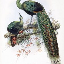 Схема вышивки «Павлины»