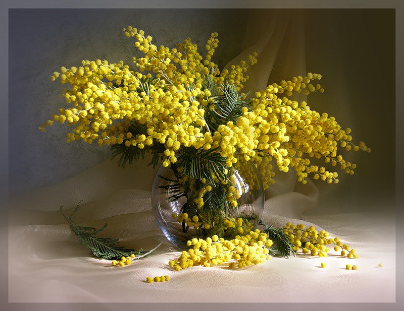 мимоза - цветы - оригинал