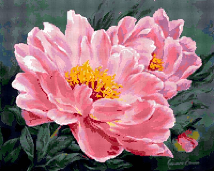 пион - цветы - предпросмотр