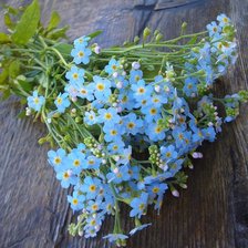 Схема вышивки «Незабудки»