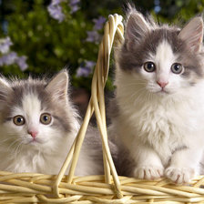 Схема вышивки «№300866»