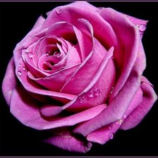 Схема вышивки «роза»