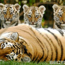 Схема вышивки «тигры»