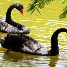 Схема вышивки «серия "птицы"»