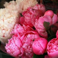 Схема вышивки «Пиончики»