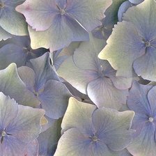 Схема вышивки «нежность»