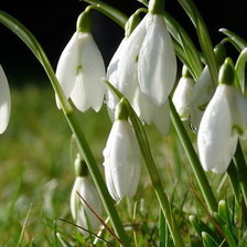 Схема вышивки «№301789»