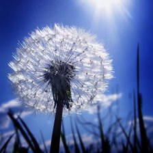 Схема вышивки «Одуванчик»