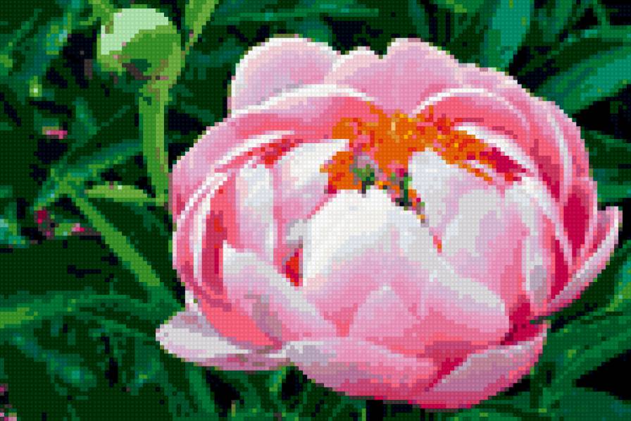 Розовый пион - пион - предпросмотр