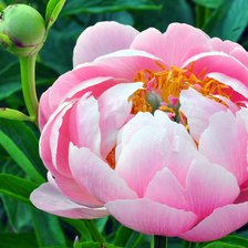 Схема вышивки «Розовый пион»