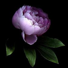 Схема вышивки «Пион»