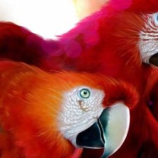 Схема вышивки «Попугаи»