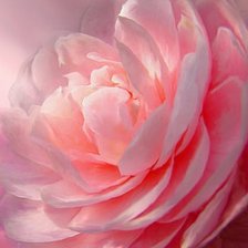 Схема вышивки «Пион»