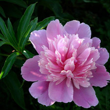 Схема вышивки «Пион»