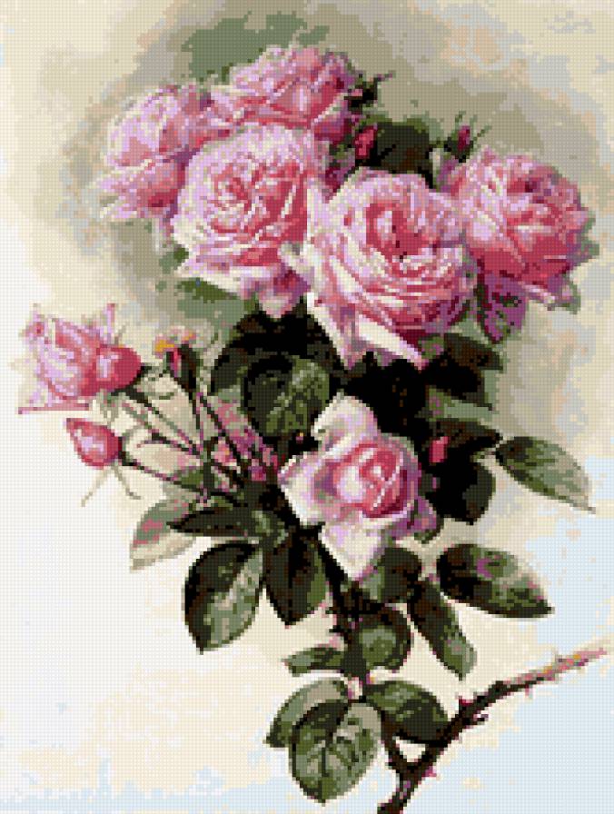 розовые розы - цветы, розы - предпросмотр