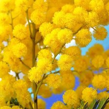 Схема вышивки «мимоза»