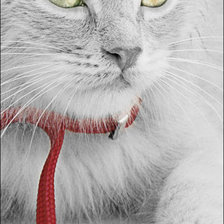 Схема вышивки «Киса»