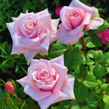 Схема вышивки «розовые розы»