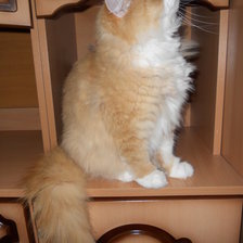 Схема вышивки «мой котик рыжик»