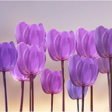 Схема вышивки «тюльпаны»