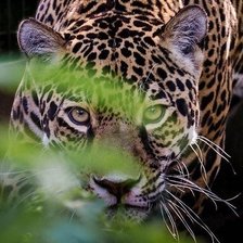 Схема вышивки «леопард»