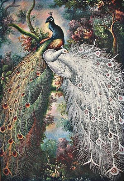 Павлины - павлины, птицы - оригинал