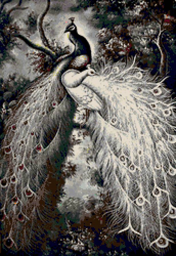 Павлины - птицы, павлины - предпросмотр