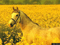 Схема вышивки «№302193»