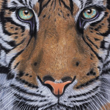 Схема вышивки «тигр»