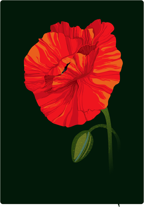 мак - цветок, цветы, маки, полевые - оригинал