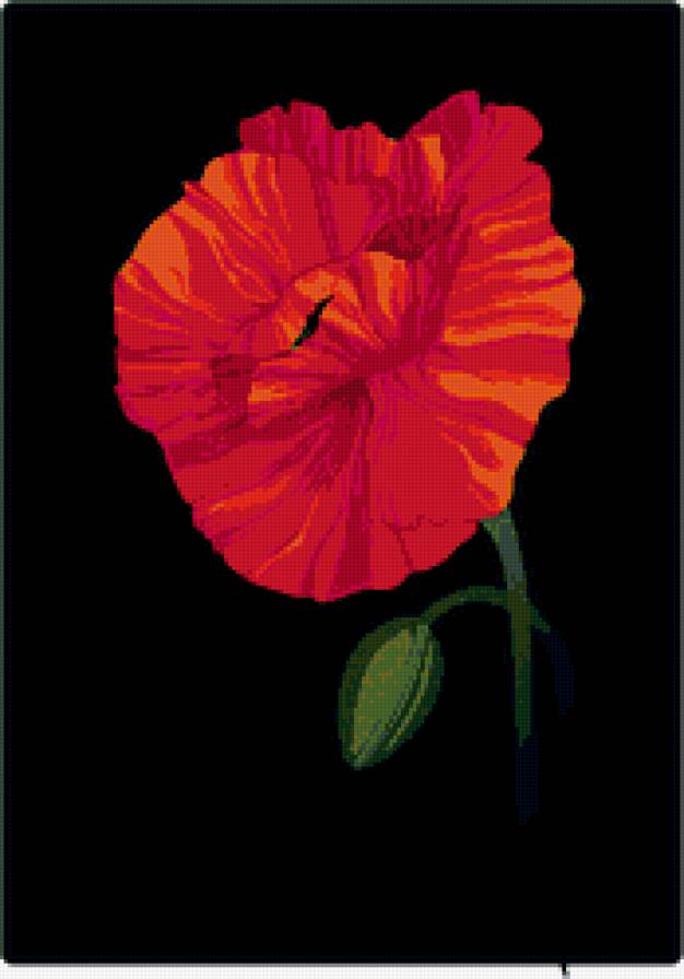 мак - маки, полевые, цветок, цветы - предпросмотр