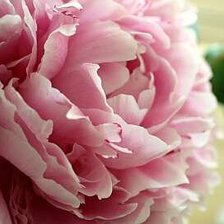 Схема вышивки «Розовый пион»