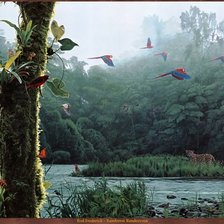 Схема вышивки «ара»