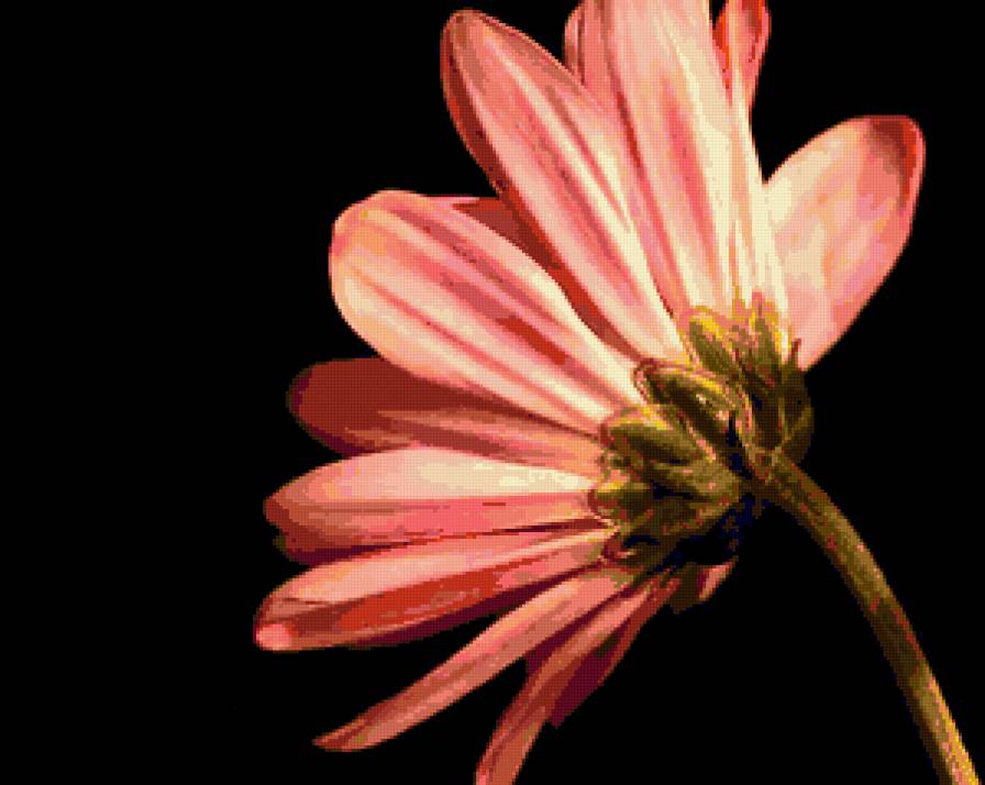 Flower - предпросмотр