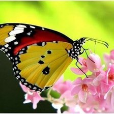 Схема вышивки «№302705»