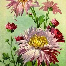 Схема вышивки «хризантема»