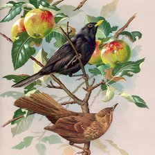 Схема вышивки «скворцы»